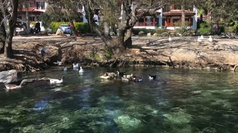 Ducks on Azmak Creek Stock Footage 233531838
