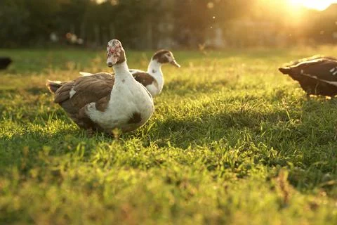 Ducks on the background of the sunset. ducks in beautiful rays of light. gree Stock Photos