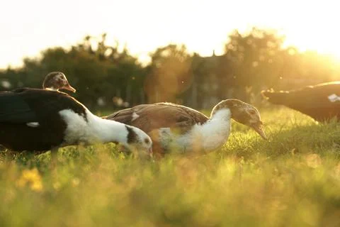 Ducks on the background of the sunset. ducks in beautiful rays of light. gree Stock Photos