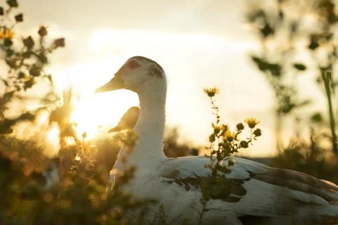 Ducks on the background of the sunset. ducks in beautiful rays of light. yell Stock Photos