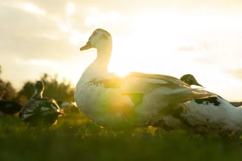 Ducks on the background of the sunset. ducks in beautiful rays of light. gree Foto stock