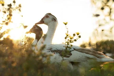 Ducks on the background of the sunset. ducks in beautiful rays of light. yell Stock Photos