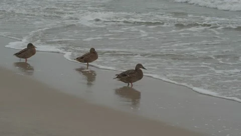  ducks In Baltic Sea Stock Footage 147328601