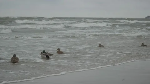 ducks In Baltic Sea Stock Footage 147342665
