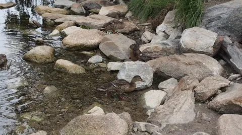 Ducks on a bank feeding themselves Stock Footage 52711713