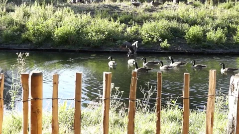 Ducks on the bank Stock Footage 93654318
