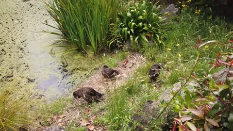 Ducks On The Bank Of A Pond Stock Footage 152951947