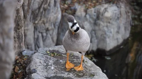Ducks bar-headed goose grooming their feathers on the shore rocks Stock Footage 166554378