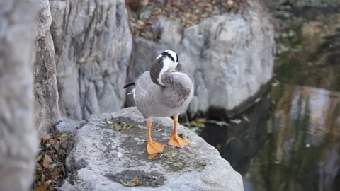 Ducks bar-headed goose grooming their feathers on the shore rocks Stock Footage 166554381