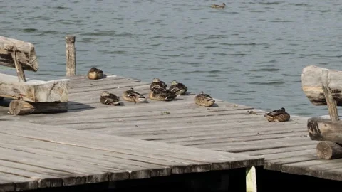 Ducks Bask In The Sun In Summer Stock Footage 199639507