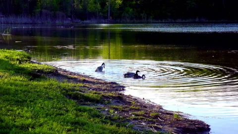 Ducks bath at sunrise Stock Footage 132432109