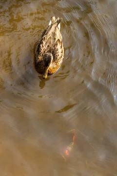 Ducks bathe in the polluted river with garbage Foto stock
