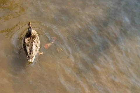 Ducks bathe in the polluted river with garbage Stock Photos