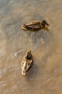 Ducks bathe in the polluted river with garbage Stock Photos