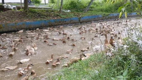 Ducks bathe in the river Stock Footage 244325806