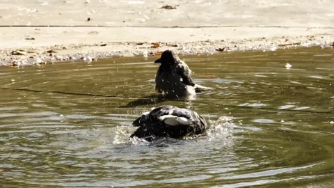 Ducks bathe in a shallow pond, splashing water and creating dynamic droplets Stock Footage 325788249
