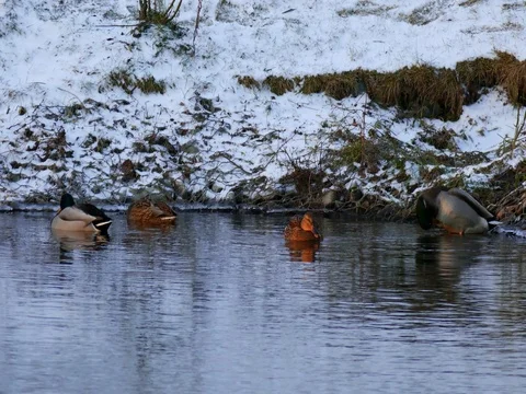 Ducks Bathing in a Cold River Stock Footage 73547549
