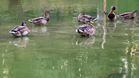 Ducks bathing floating on water, preening and grooming their feathers. Stock Footage 251130890
