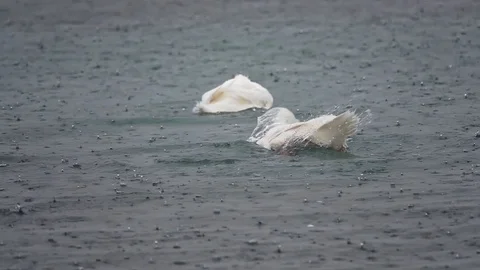 Ducks bathing on a lake Stock Footage 125509105