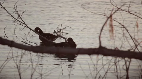 Ducks bathing in the river, sunset Stock Footage 67656365