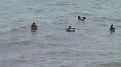 Ducks In the Bay Video stock 23136259