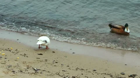 Ducks on the beach eating polenta Video stock 20486775