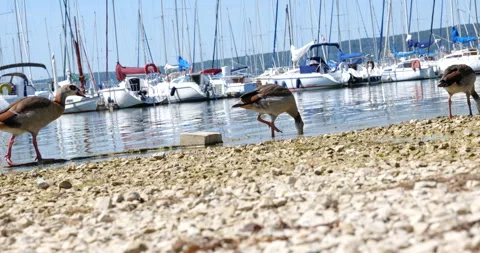 Ducks on a beach eating. two ducks on pebble beach. wild ducks looking for food Stock Footage 310025600