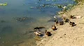 Ducks on the beach HD Footage