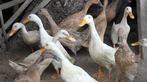 Ducks on the beach Stock Footage 35181766