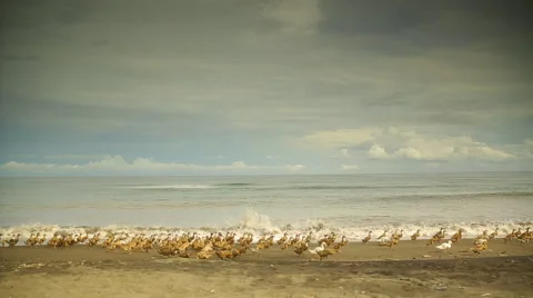 Ducks on the beach Video stock 57113598