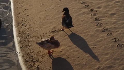 Ducks on the beach Stock Footage 297035609