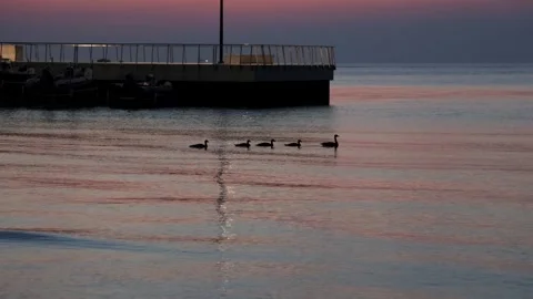 Ducks at the beach Stock Footage 315416993