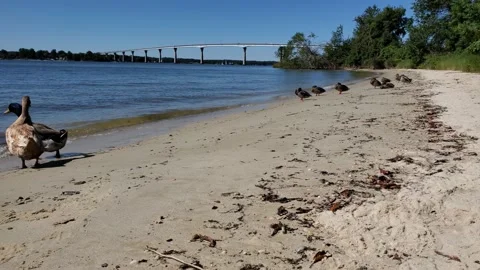 Ducks on the beach in front of Gov. Thomas Johnson Bridge, Solomons, Md. Stock Footage 140886345