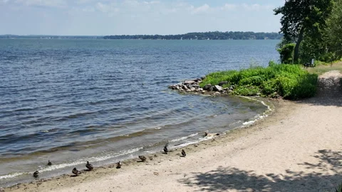 Ducks on the beach of Lake Monona at Olin Park in Madison, WI Stock Footage 346789921