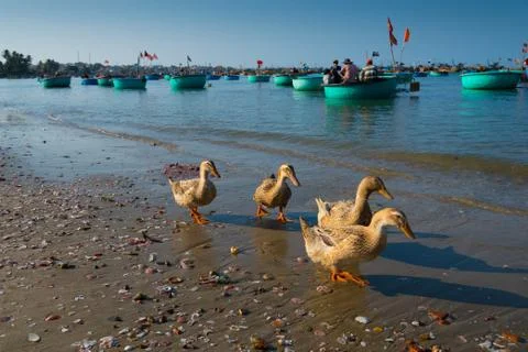 Ducks on the beach Stock Photos