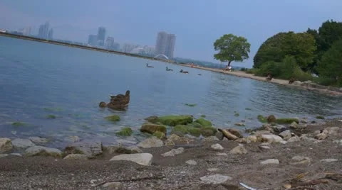 Ducks On A Beach Shore Stock Footage 11522532