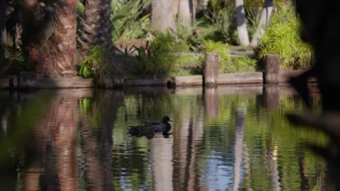 Ducks in a beautiful pond Stock Footage 240312579