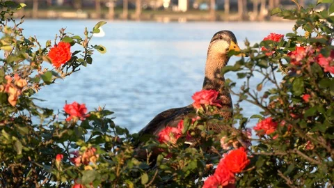 Ducks in a bed roses Stock Footage 128520505
