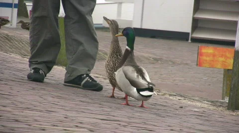 Ducks beg for food Stock Footage 119724