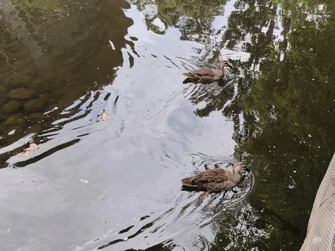 Ducks in Beinan Township Native Applied Botanical Garden Stock Photos