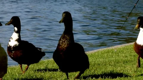 Ducks being alert walks away Stock Footage 76735136