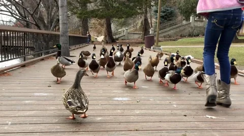 Ducks being fed by child HD  Video stock 68690382