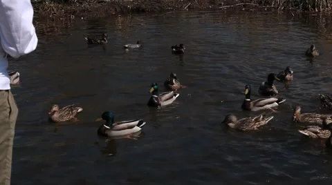 Ducks Being Fed Video stock 2783911