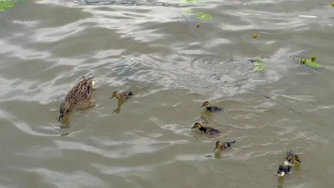 Ducks being fed Video stock 312316143