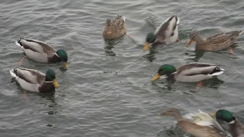 Ducks being fed in the river in winter on snowy day Stock Footage 100226000