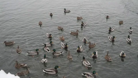 Ducks being fed in the river in winter on snowy day Stock Footage 100226048