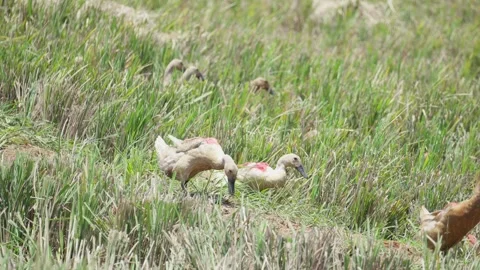 Ducks Being Herded Through Rice Field Stock Footage 345618548