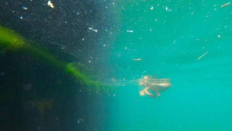 Ducks from Below Under Water Stock Footage 130054521