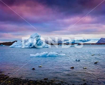 Ducks between blue icebergs in Jokulsarlon glacial lagoon Stock Photos