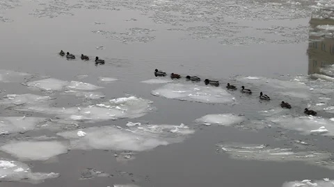 Ducks between ice Stock Footage 188207085